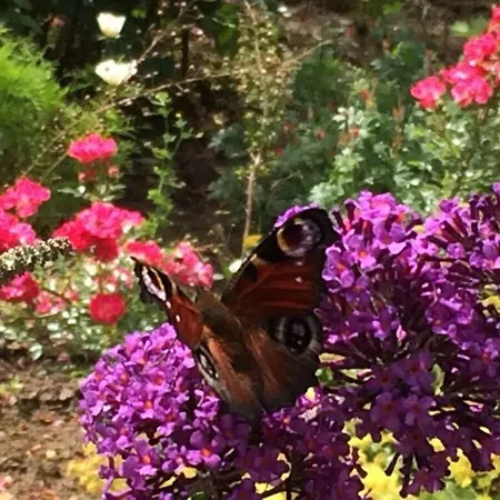 Lady And The Tramp Comfortable Vacation Apartment