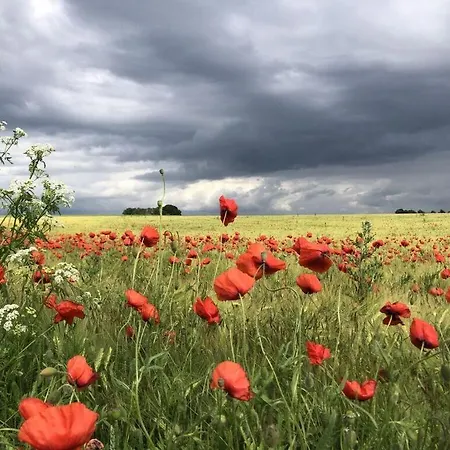 Lady And The Tramp Comfortable Vacation